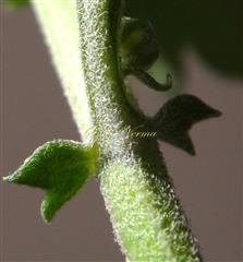  Stipules bifid